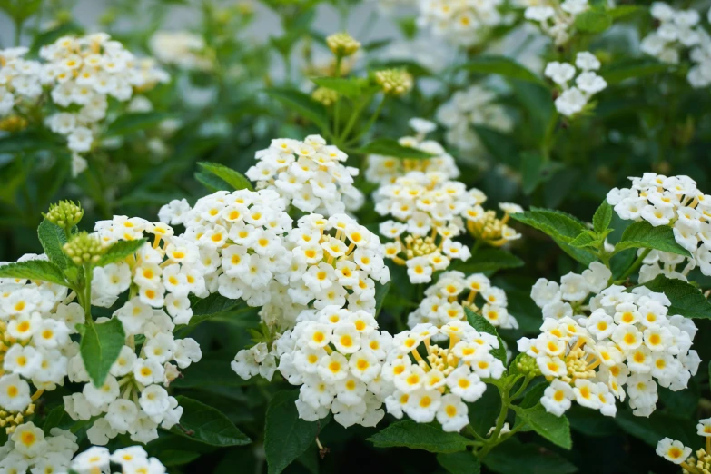 white flowers with yellow centers on green leaves