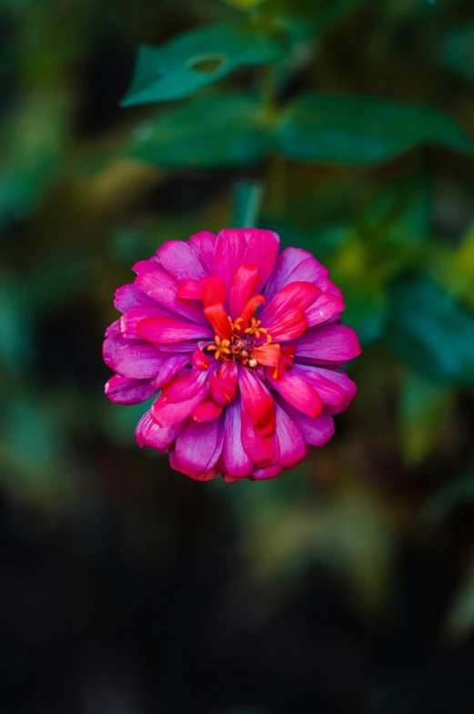 a bright red and pink flower is close to green leaves