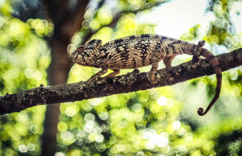 a small lizard on top of a nch