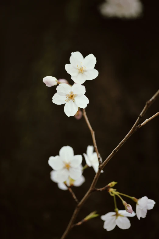 there are a few white flowers on a tree