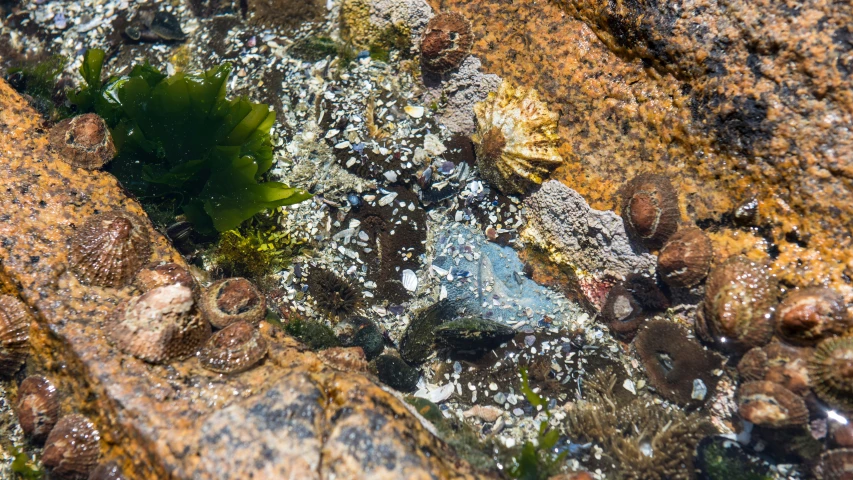 a piece of green moss on top of some rocks