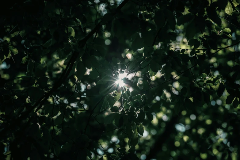 the sun is shining through some trees in the sunlight