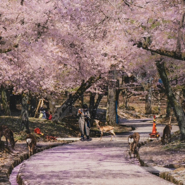 people are walking on a path with cherry trees in the foreground