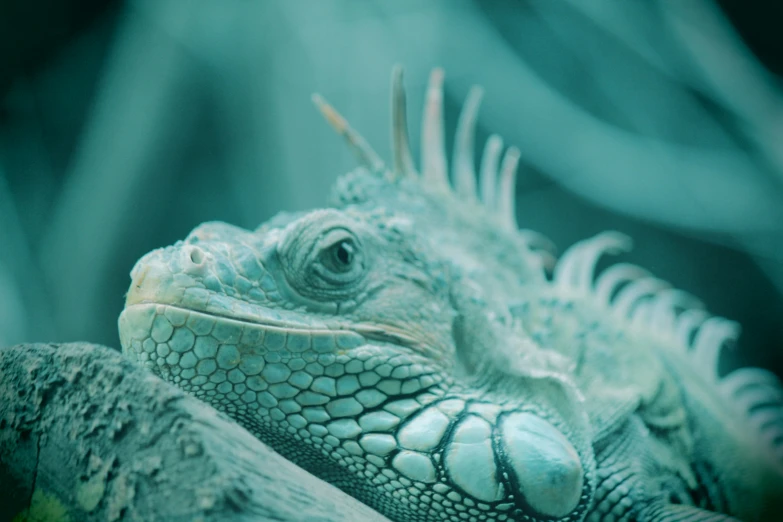 a closeup of a lizard with one head tilted towards the camera