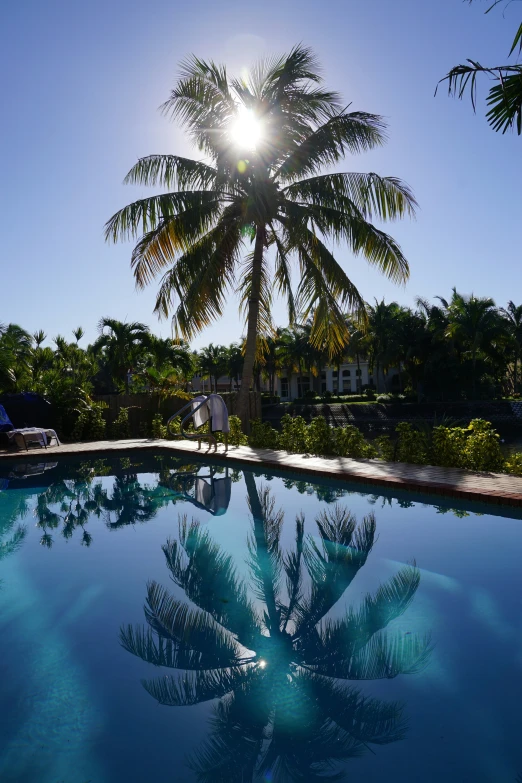 a palm tree sitting in the middle of a pool