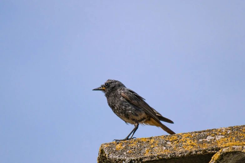 a small bird is perched on top of the ledge