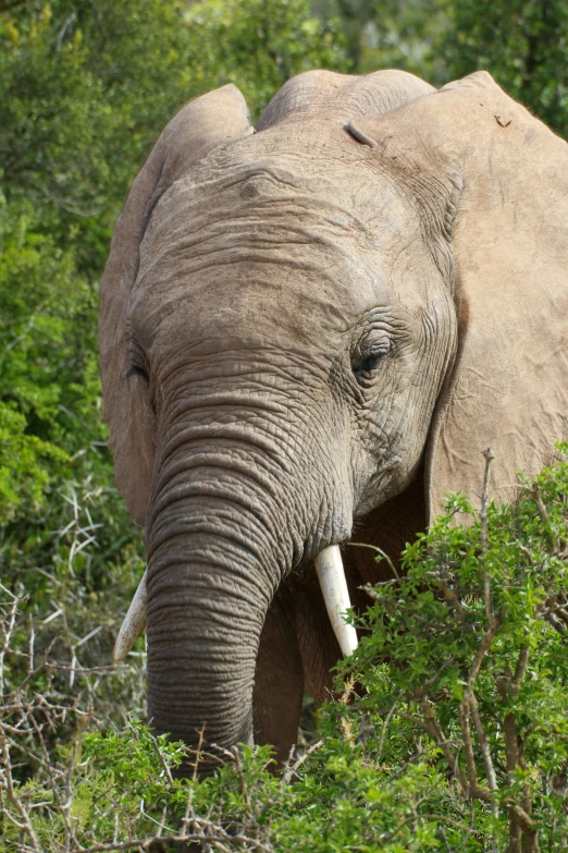 an elephant standing in the trees with its trunk out