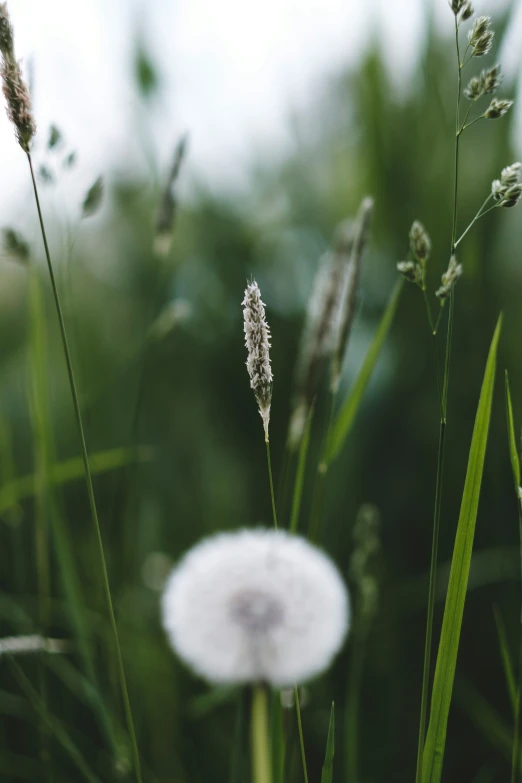 two white flower that are by some grass