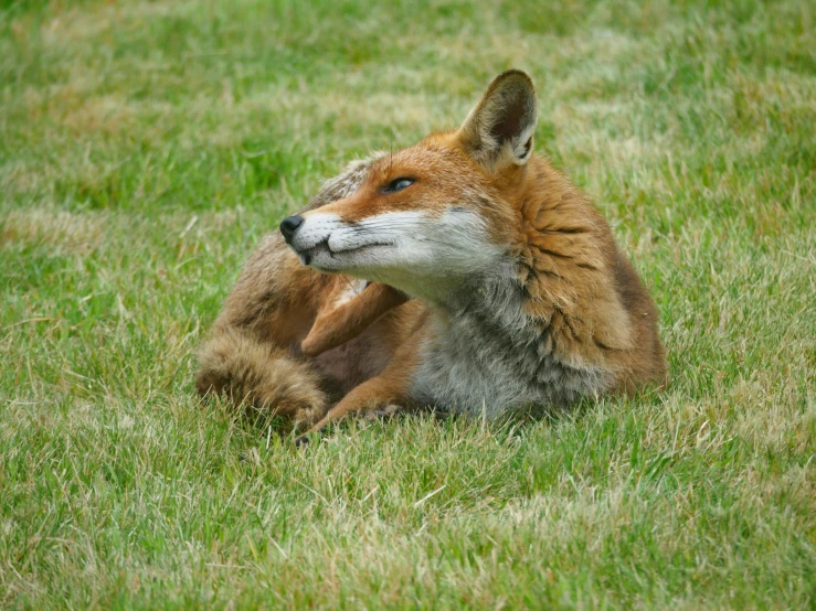 a young red fox is resting on the grass