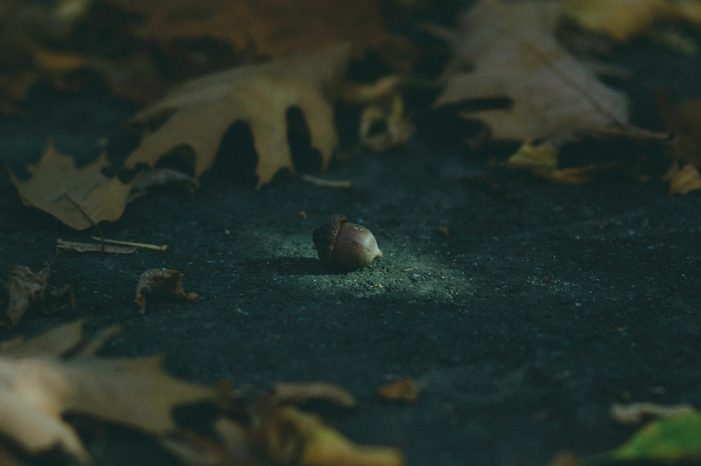 a small bird that is sitting on the ground