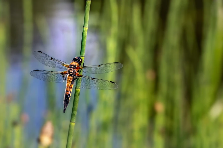 a dragonfly sitting on top of a blade of grass