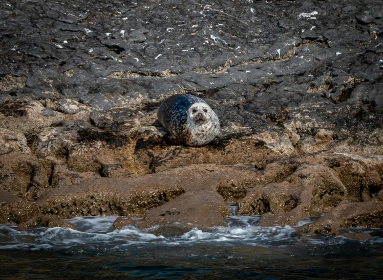 a seal in a cave with waves and rocks