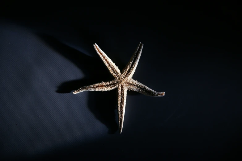 a large and small starfish with dark background