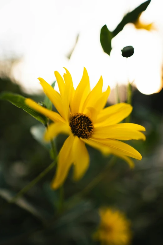 a yellow flower with dark, blurry leaves