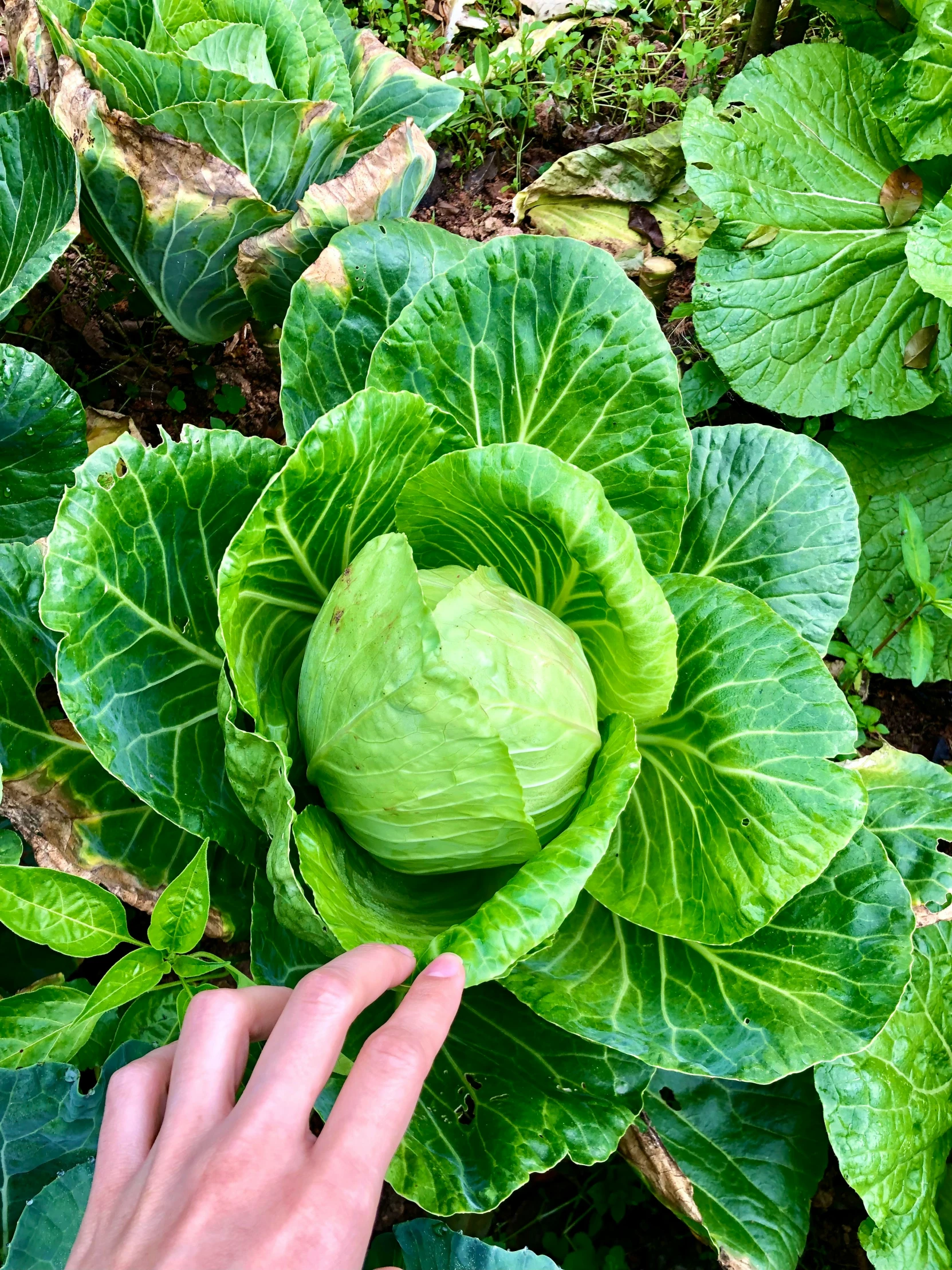 a hand reaching into a plant filled with green leaves