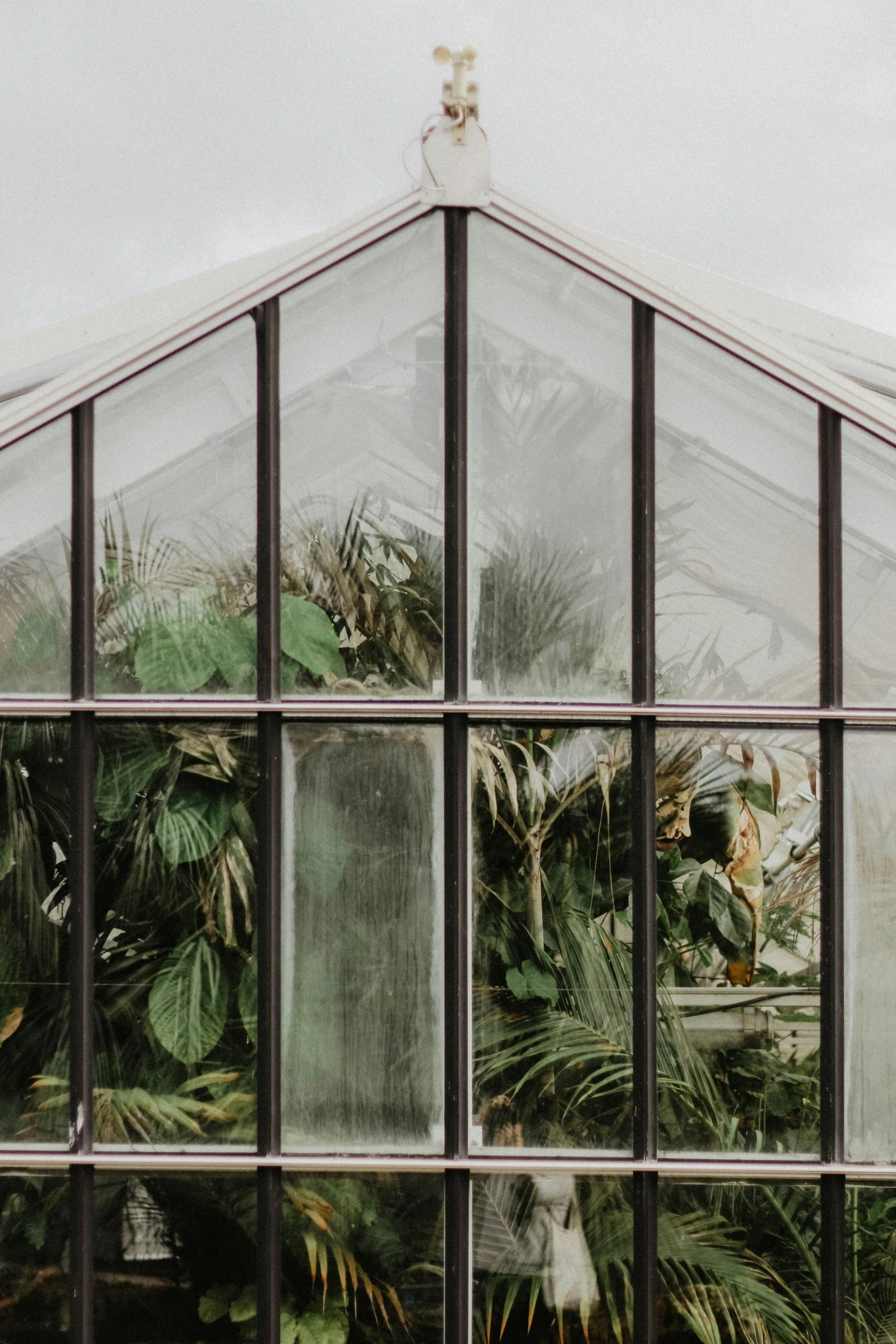 many palm trees and plants can be seen through the glass on this house