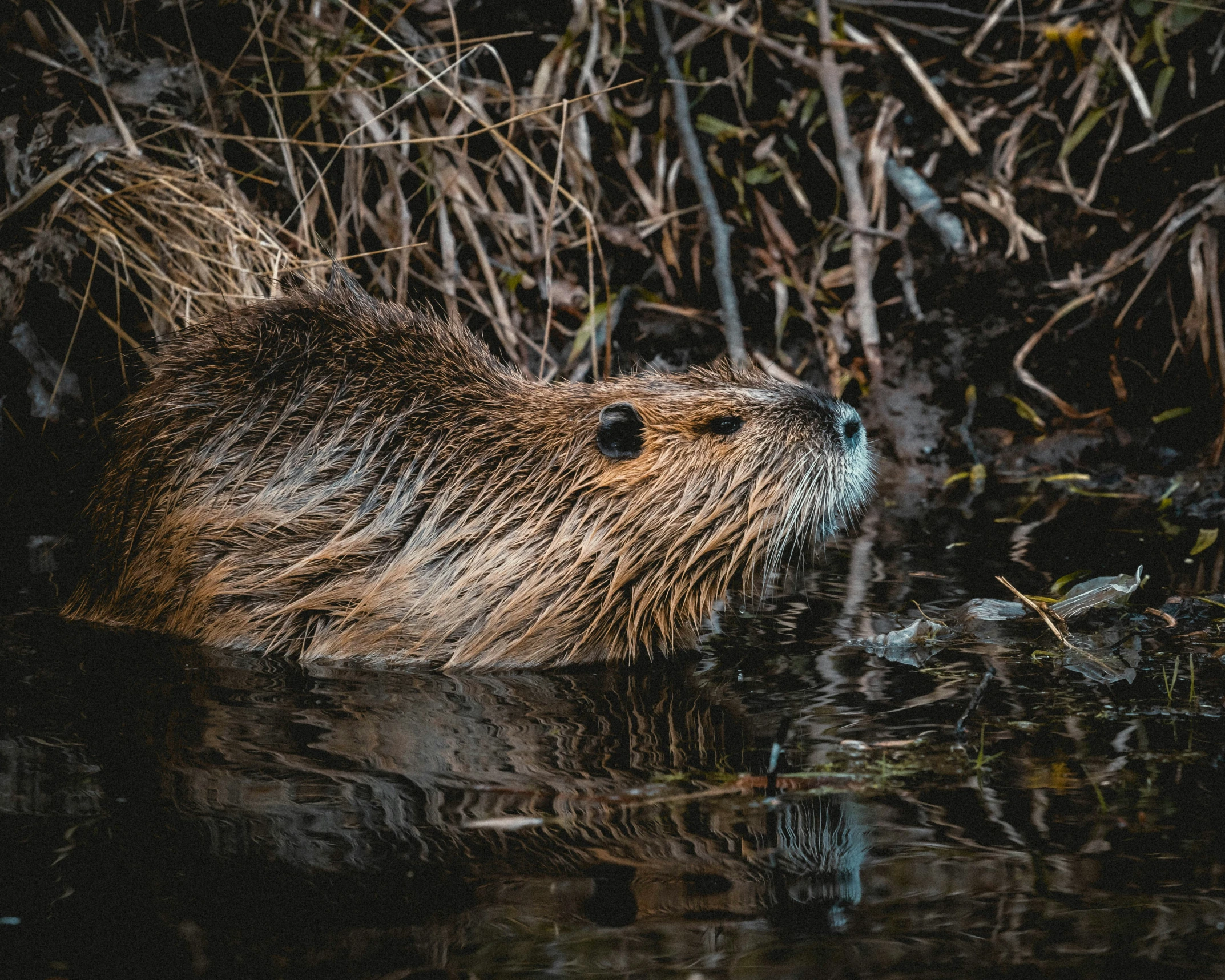an animal with long, wet fur is floating in a river