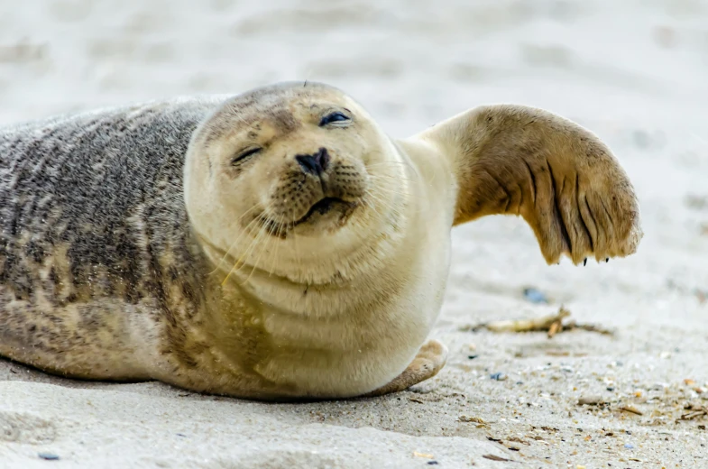 a gray seal with a small, white nose is resting on a sandy beach