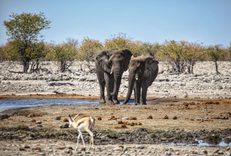 two elephants in a dry scrub land by a pool