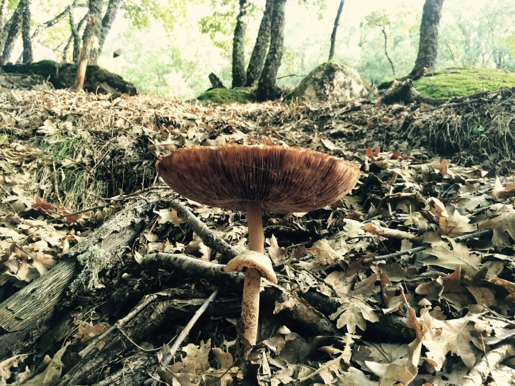 a mushroom on the ground with its head on the mushrooms