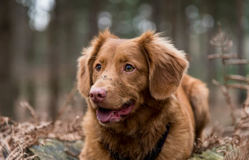 a puppy sits in the forest with a ball