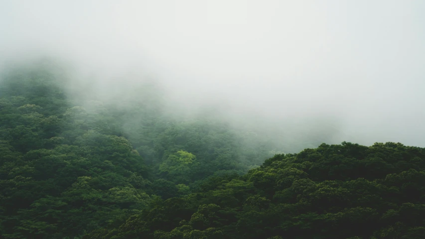 a scenic pograph of an area covered with trees