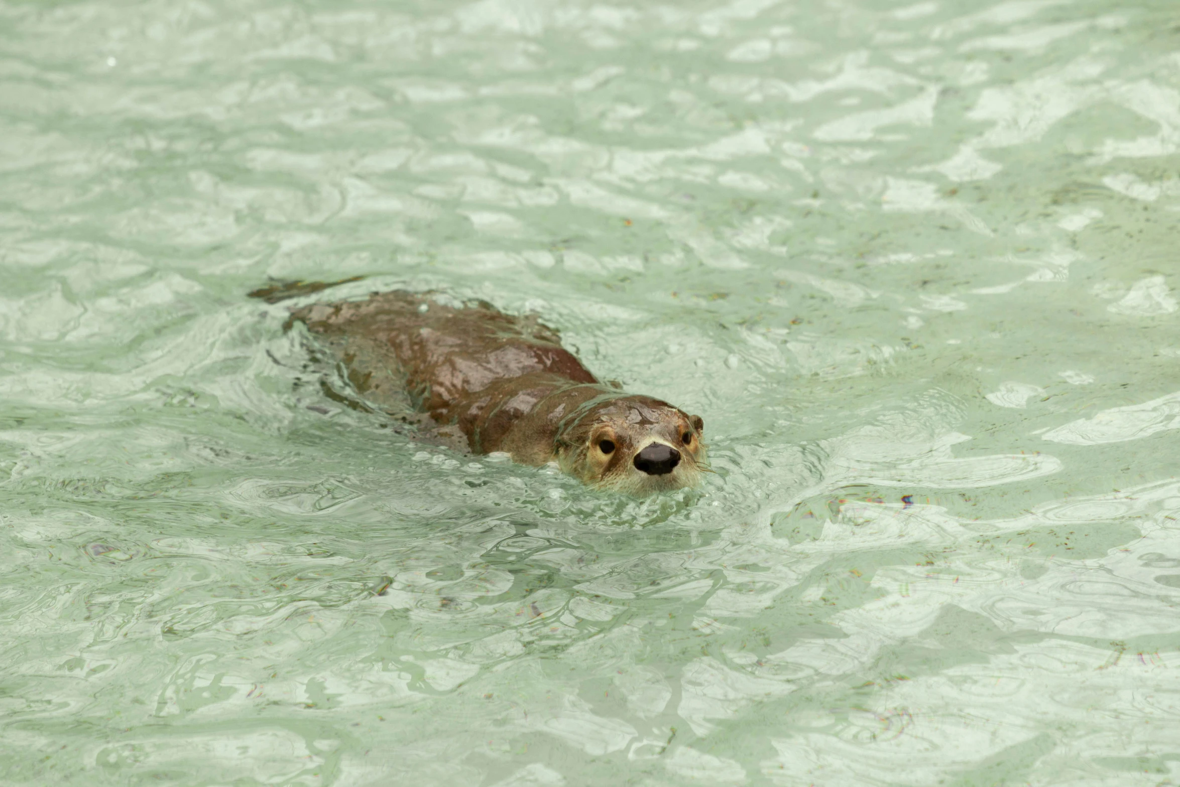 a small brown animal in some water near the beach