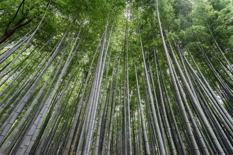 green forest with trees in japan