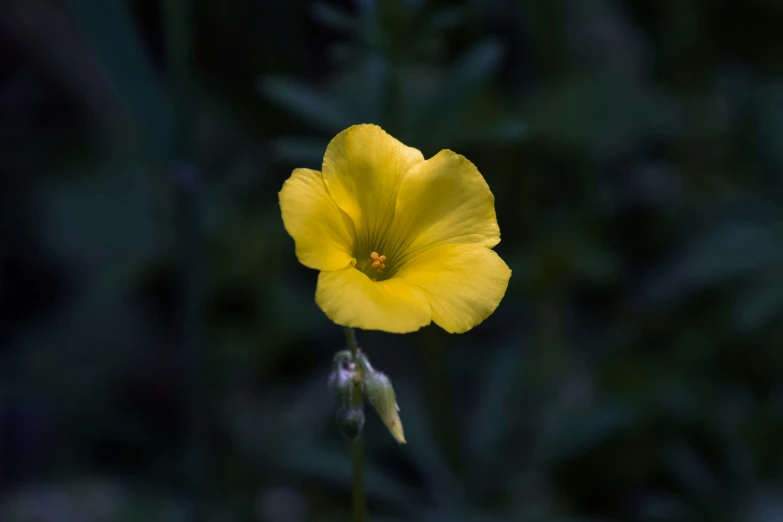 a yellow flower sitting in front of greenery