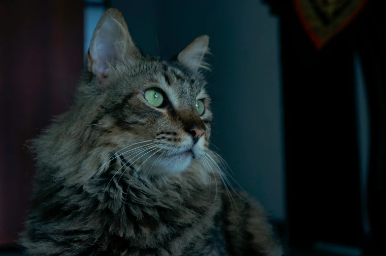 the cat is sitting outside by itself with a dark background