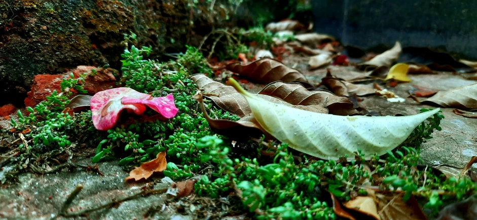 pink and white flowers sitting on the ground