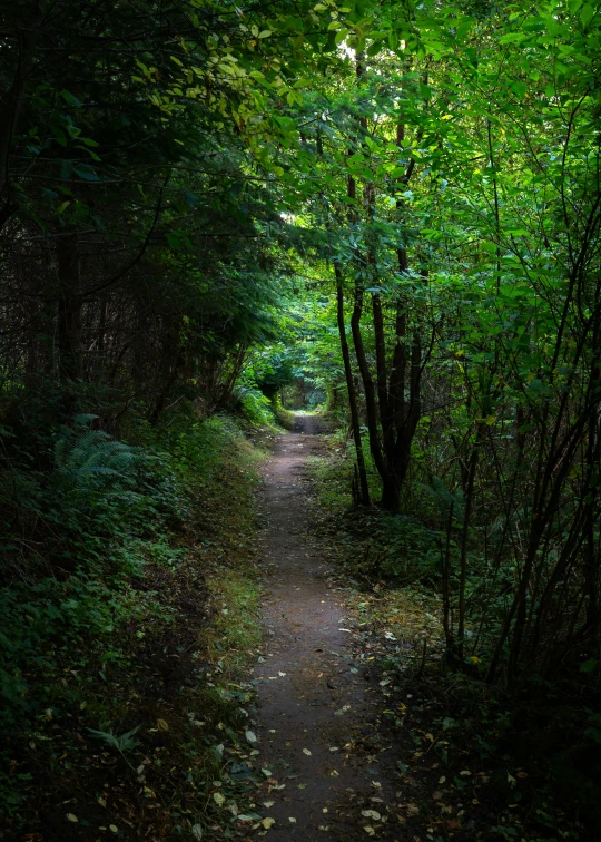 a path that goes through some trees and leaves