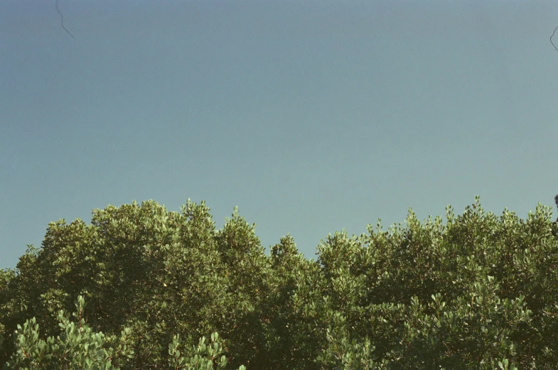 a giraffe is standing in a line behind trees