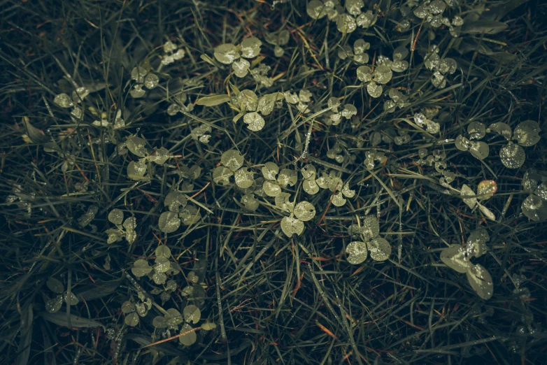 a close up s of the bark and leaves of a plant