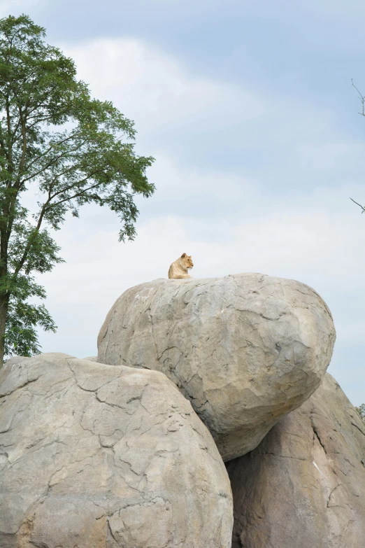 a very cute cat sitting on the top of large rocks