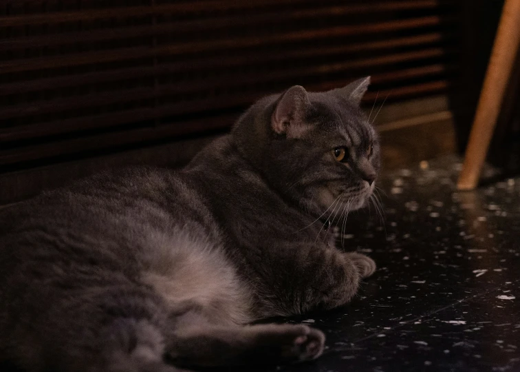 a cat is sitting on the floor and looking around