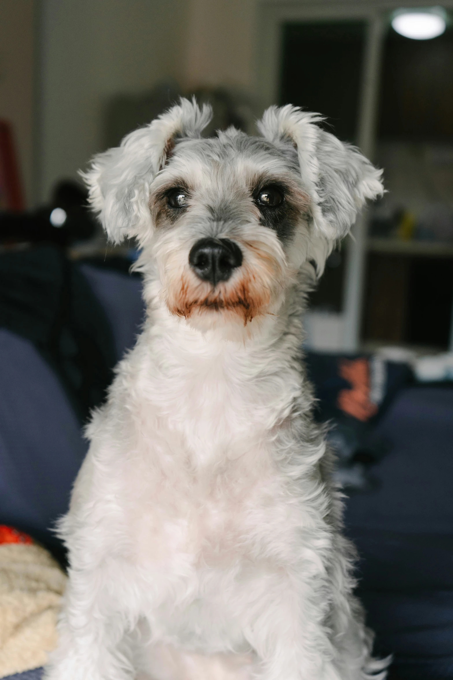 a dog looking at the camera and standing up