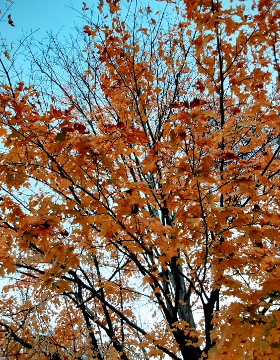 an orange tree with some yellow and red leaves on it