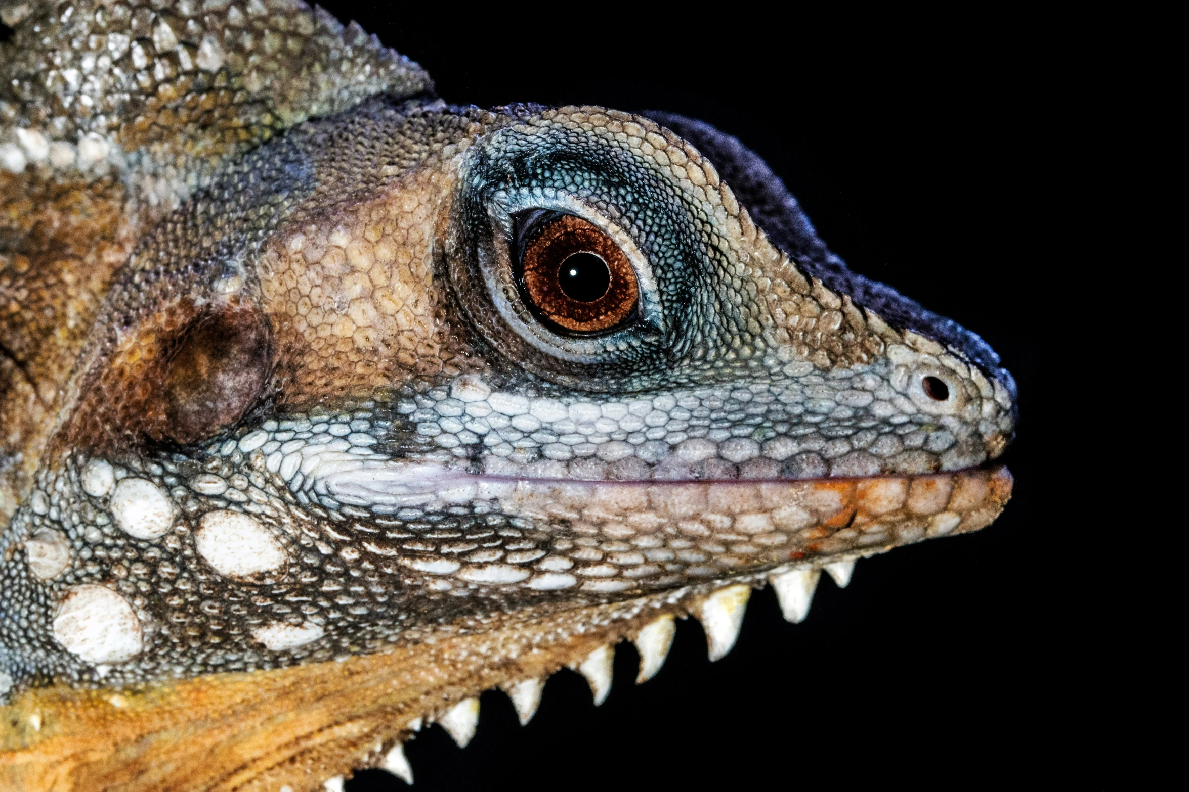 a close up view of a reptiled lizard's head