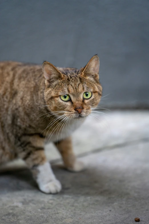 a brown and white cat walking across a cement floor