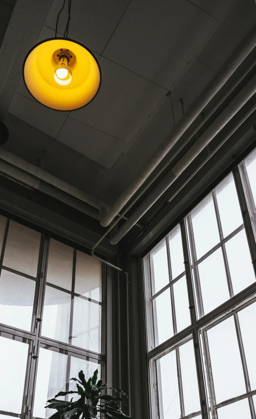 a plant sitting on top of a table next to large windows