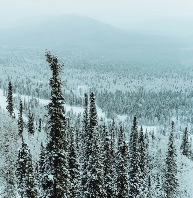 some snow trees snow a mountain and the sky