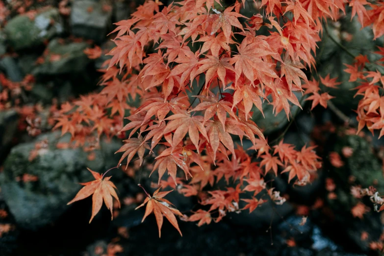 some red leaves and rocks near some water