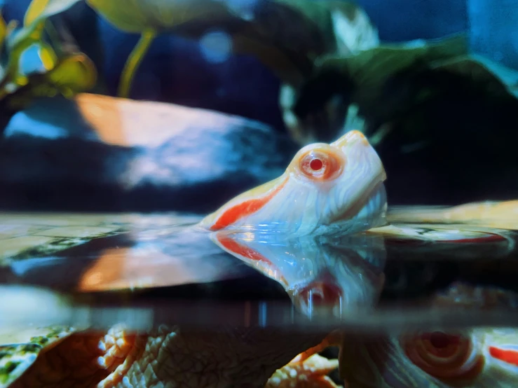 the view from under a fish in an aquarium