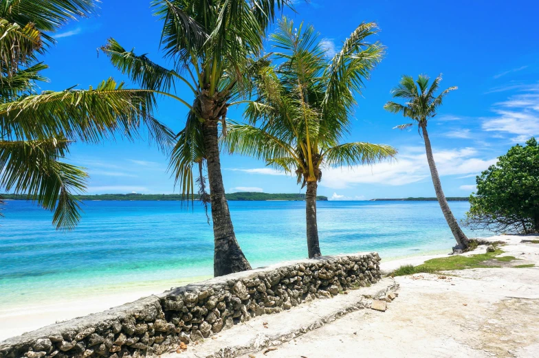 palm trees on a tropical beach on the side of the water