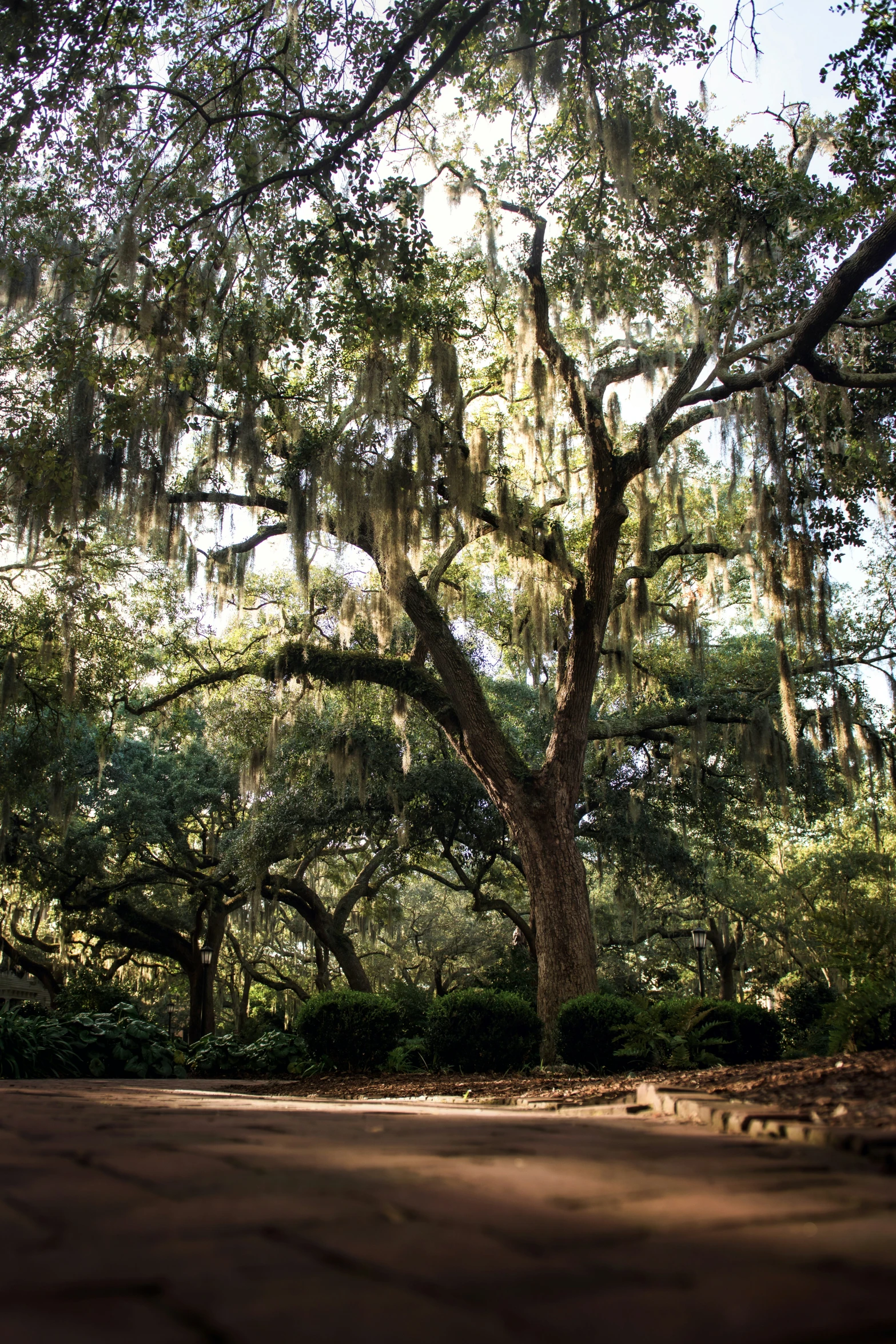 trees that are all over the street and on the ground