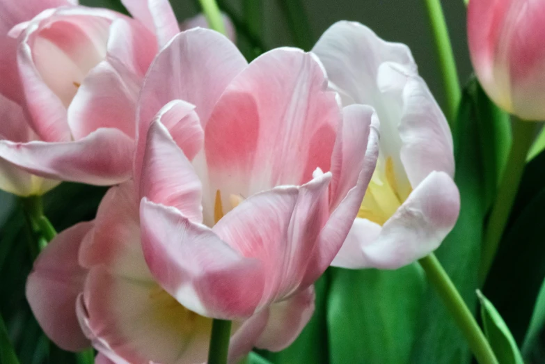 a close up of several pink flowers with green leaves