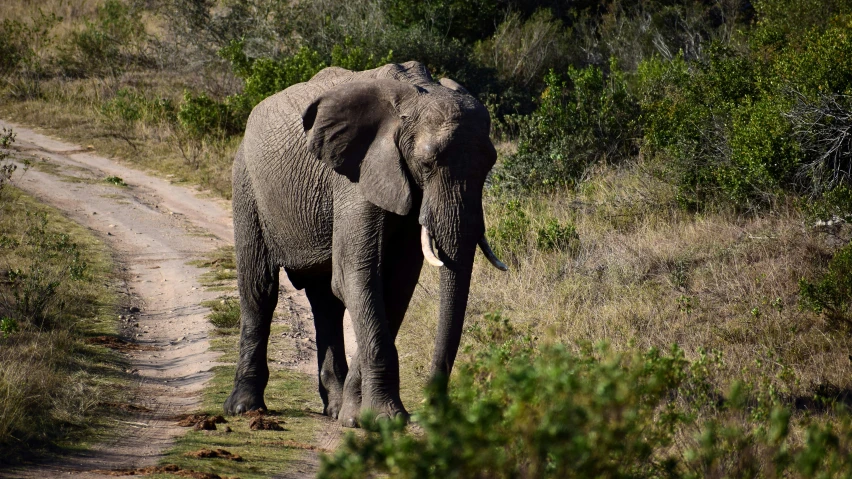 an elephant standing on the side of a road