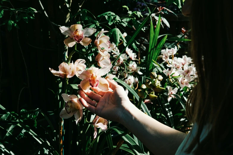 a person reaches out for an orchid that was picked from the garden
