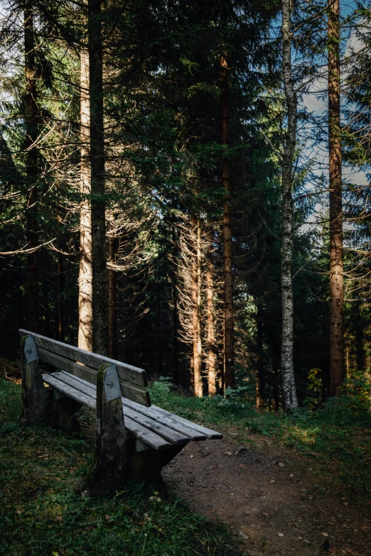 a bench sits in the middle of a forest